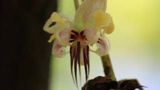 Female midge inside petal hood of a cacao flower Indonesia Samantha J Forbes [upl. by Mendive]