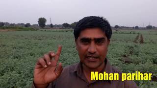 डालर चने मे fungicide कौन सा छिड़के। चने मे सूखा रोग । चने की बिहारी ।how to control wilting [upl. by Nuoras]