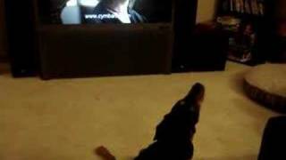 Dog sings along to Cymbalta commercial [upl. by Eikkin]