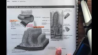 Small intestine part 1 ch15 digestive tract histology in Hindi [upl. by Telfer]