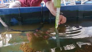 Quick Ways to Solve Low Water in Your Aquaponic System [upl. by Frederique294]