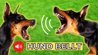 5 Hunderassen und ihr Bellen 🐶 hundegebell soundeffekt [upl. by Aynek]