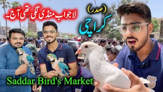 Exotic Parrots amp Birds Market Sadar Karachi 2024 Latest Update in Urdu Hindi  Birds market Karachi [upl. by Chloe318]