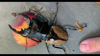 Odontolabis burmeisteri  a beautiful and huge Indian stag beetle [upl. by Maegan]