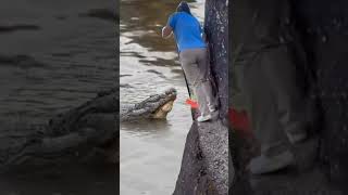 Woman who cleans crocodile cage in danger 😱 [upl. by Bollinger]