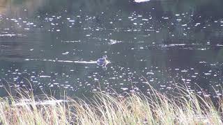 Piedbilled grebe  Loch Feorlin  Argyll  02112017 [upl. by Leilani]