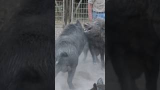 Goliath size hogs yawtyawt boar [upl. by Mussman]