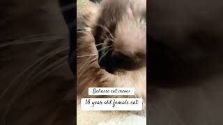 Meow Balinese cat meow meowingtv [upl. by Sell]