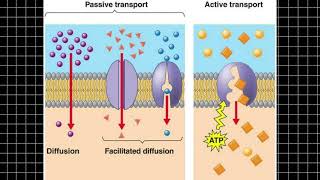 quotActive Transport in Cells Key Concepts  activetransport bodyfluidsandcirculation Biology [upl. by Harberd]