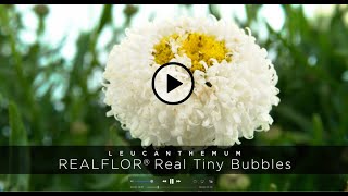 PlantHaven  Leucanthemum REALFLOR® Real Tiny Bubbles [upl. by Ailenroc]