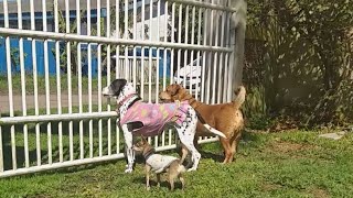 Cahorros LATINDO no Portão Latido de Pinscher e Latido de Cachorros Grandes [upl. by Sherr]