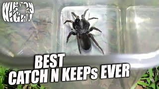 Catch N Keeps  CATCHING SPIDERSCENTIPEDESBUGS the best of [upl. by Ameh]