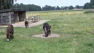 Poitou Esel in Olfen 20140727 [upl. by Llemrej]