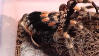 Time lapse tarantula molting B smithi watch in HD [upl. by Ennaylloh]