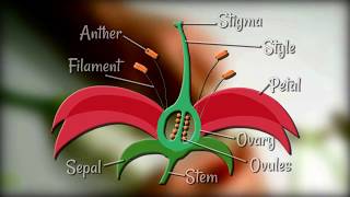 Flower Dissection  Reproduction in flowering plants [upl. by Scevour799]