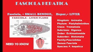 Fasciola Hepatica liver fluke completes notes with full discussion [upl. by Oman]