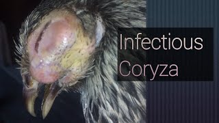 Infectious coryza [upl. by Ydnem28]