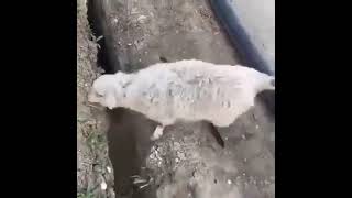 Sheep Jumps Into Ditch Again After Being Freed From The Ditch [upl. by Aloisia]