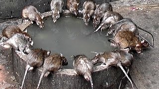 Indien  Rajasthan  Die Heiligen Ratten im Karni Mata Tempel  Deshnoke [upl. by Weirick]