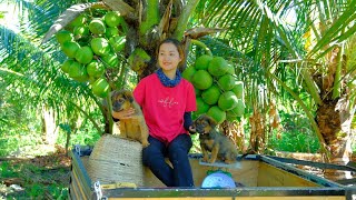 Full Video Harvesting Coconut Red Oleaster String Bean Goes To Market Sell  GardeningDaily Life [upl. by Brittani8]