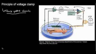 lecture 19 part 5 ARP amp RRP voltage clamp positive and negative feedbacks [upl. by Halle]