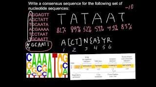 What is DNA consensus sequence [upl. by Nnor]