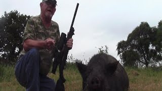 22 LR SubSonic Vs 400 lb Hog Hunt Night VisionSuppressed [upl. by Ylremik114]