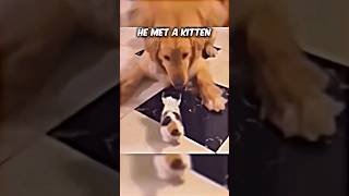 Golden Retriever met new born kitten for the first time [upl. by Nona303]