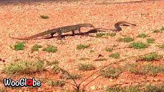 Wild Brown Snake Fight with Monitor Lizard  WooGlobe [upl. by Milty]