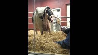 Live Cow Birth  Fair Oaks Farms [upl. by Aisayn]