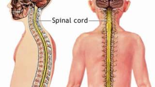 The Human Nervous System Part 1 [upl. by Carn]