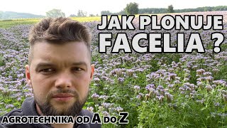 JAK NAPRAWDĘ PLONUJE FACELIA  AGROTECHNIKA od A do Z [upl. by Hpseoj]