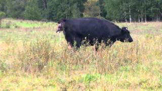 FULL Live Cow birth Michigan [upl. by Noland325]