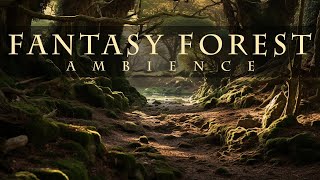 Fantasy Forest Ambience [upl. by Sidoon]