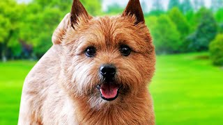 Norwich Terrier Dogs 101  Ultimate Owner Guide Top Pros and Cons of Owning the Norwich Terriers [upl. by Obla]