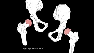 Hip  FlexionExtension and AbductionAdduction  Biodex MultiJoint System Quickset [upl. by Eidolem277]