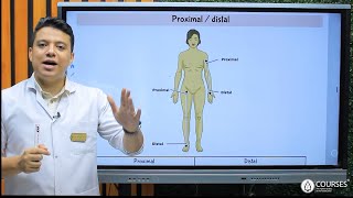 Introduction to Anatomy amp Embryology  Part 4 [upl. by Navada39]