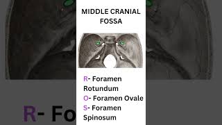 SKULL FORAMINA CONTENTS MNEMONIC INBDEINICETNEET MDS shorts medical anatomy biology mbbs [upl. by Inig]