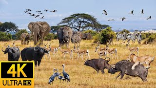 Africa Animals 4K  Dry Savanna Plains of Serengeti National Park in Tanzania  Natural Sounds [upl. by Danielle]