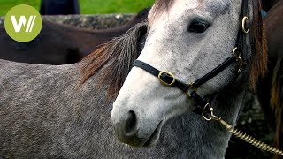 Ballinasloe Horse Fair Where Napoleon bought his horse [upl. by Mayfield]