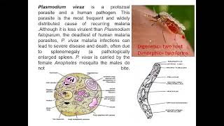 Plasmodium vivax an introduction class 11 Biology [upl. by Lehcsreh232]