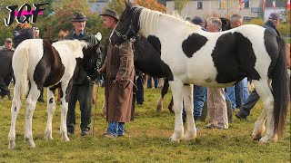 Ballinasloe Horse Fair  Mammoth Event That Shook Ireland in 2008 [upl. by Polky]