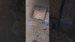 How Many Eggs From My 50 Chickens chickeneggs [upl. by Mccahill]