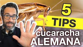 5 TIPS PARA CONTROLAR BLATTELLA GERMANICA O quotCUCARACHA ALEMANAquot [upl. by Aridnere]