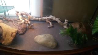 72 gallon bow front reptile initial setup [upl. by Eehsar371]