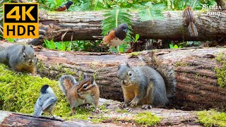 Cat TV for Cats to Watch 😺 Pretty Birds Chipmunks Squirrels in the Forest 🐿 8 Hours 4K HDR [upl. by Fen]