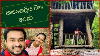 කන්නෙලිය වන අරණ kanneliya rain forest [upl. by Ahsin509]