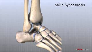 Ankle Anatomy Animated Tutorial [upl. by Hally]