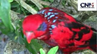 Beautiful BlueStreaked Lory Bird quotTightropequot Walks  Great CloseUp Footage [upl. by Nilad]