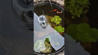 little pond in a wine barrel fish ponds pondfishing winebarrel [upl. by Suolekcin]